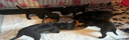 Patterdale Terrier dogs for sale: Patterdale terrier puppies  - Advert 4