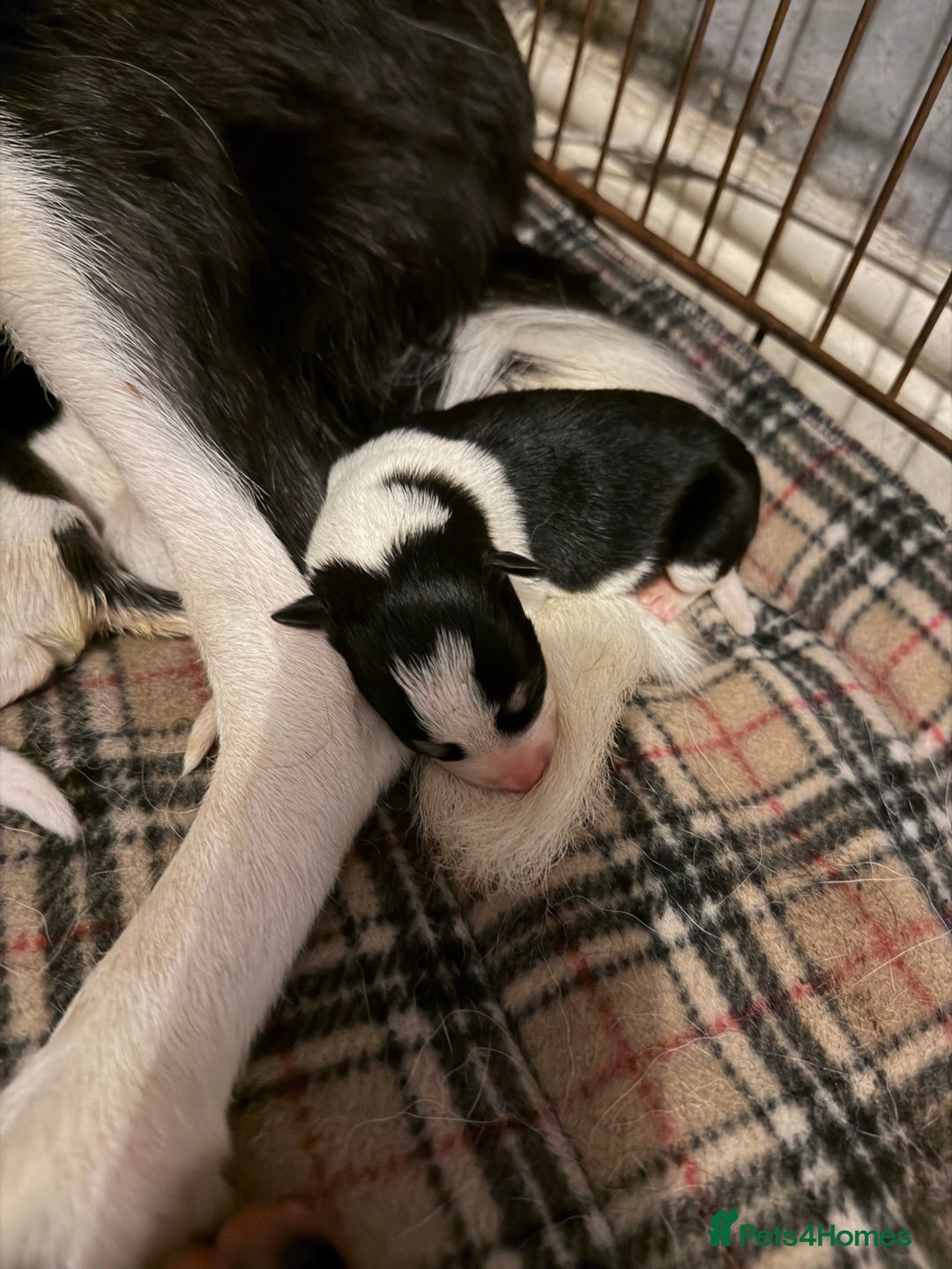 Border Collie dogs for sale: 10 amazing puppies - Advert 10