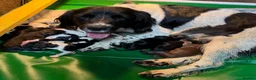 Sprocker dogs for sale: F1 Sprocker  - Advert 4