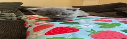 British Shorthair cats for sale: British blue shorthair GIRLS ready 20th June  - Advert 32