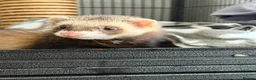 Ferret rodents for sale: Standard Gill ferret  - Advert 4