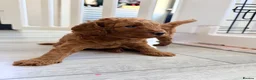 Labradoodle dogs for sale: 🌟 5 star 🌟 F1B labradoodle puppies  - Advert 15