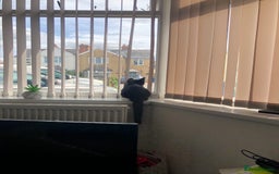 Domestic Shorthair cats for sale: Adorable Tuxedo Kitten - Looking for a Loving Home - Image 4