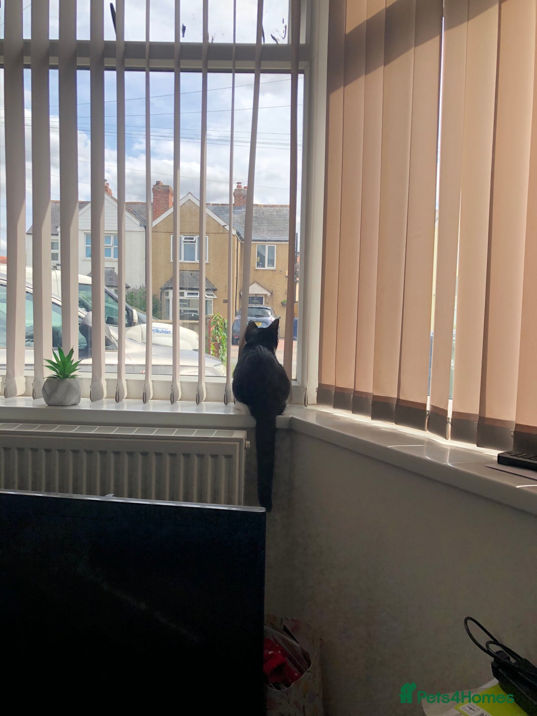Domestic Shorthair cats for sale: Adorable Tuxedo Kitten - Looking for a Loving Home - Image 4
