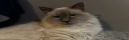 Birman cats for sale: Beautiful Male Birman Looking for a Loving Home - Advert 9