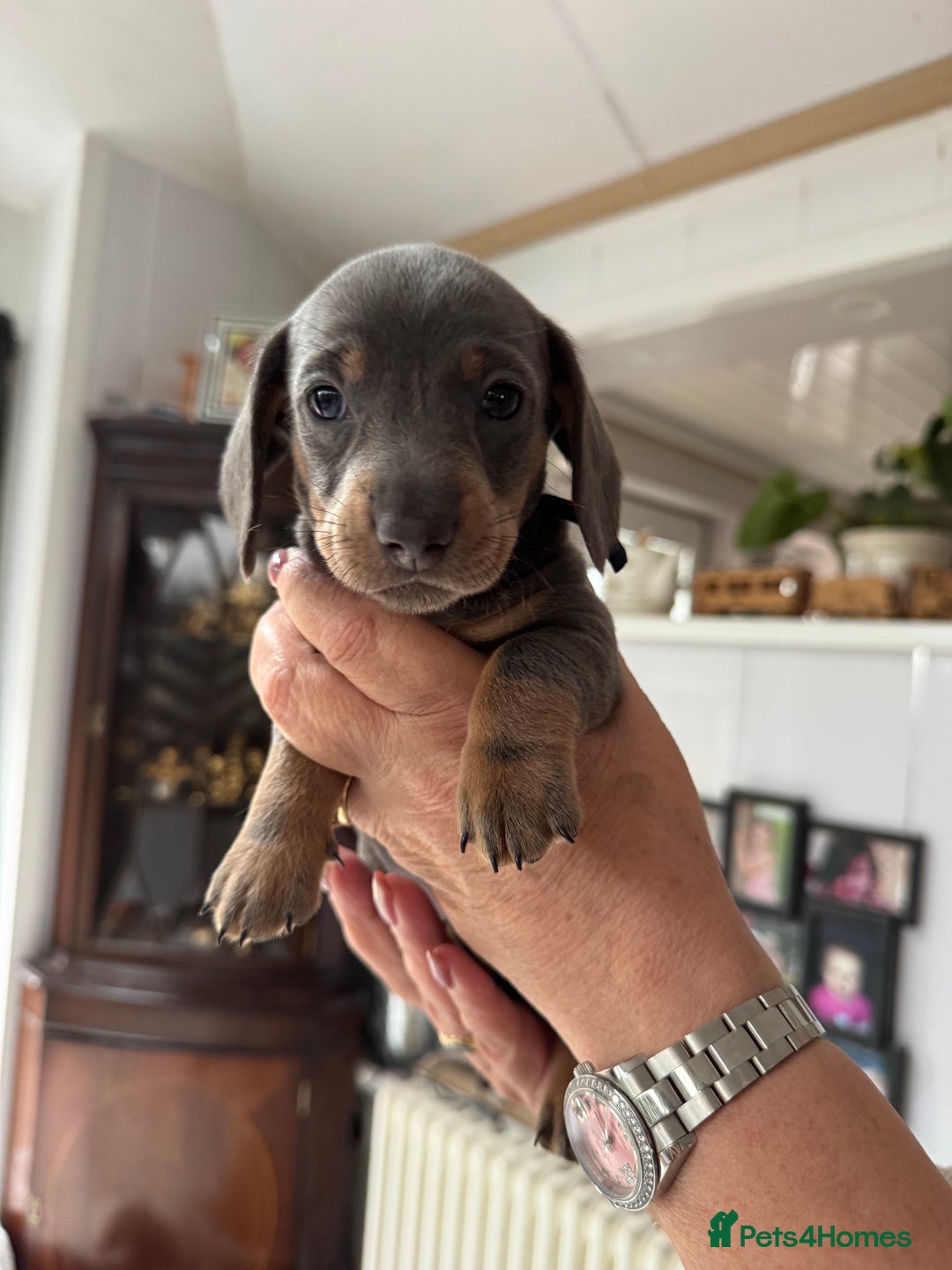 Miniature Dachshund dogs for sale: Miniature dachshund puppies - Image 21