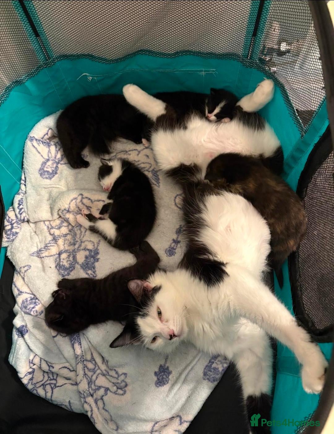 Mixed Breed cats 5 beautiful kittens - Advert 2