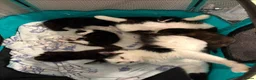 Mixed Breed cats for sale: 5 beautiful kittens - Advert 2