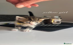 Mixed Breed cats for sale: beautiful, fluffy, tabby litter of 6 kittens - Image 5