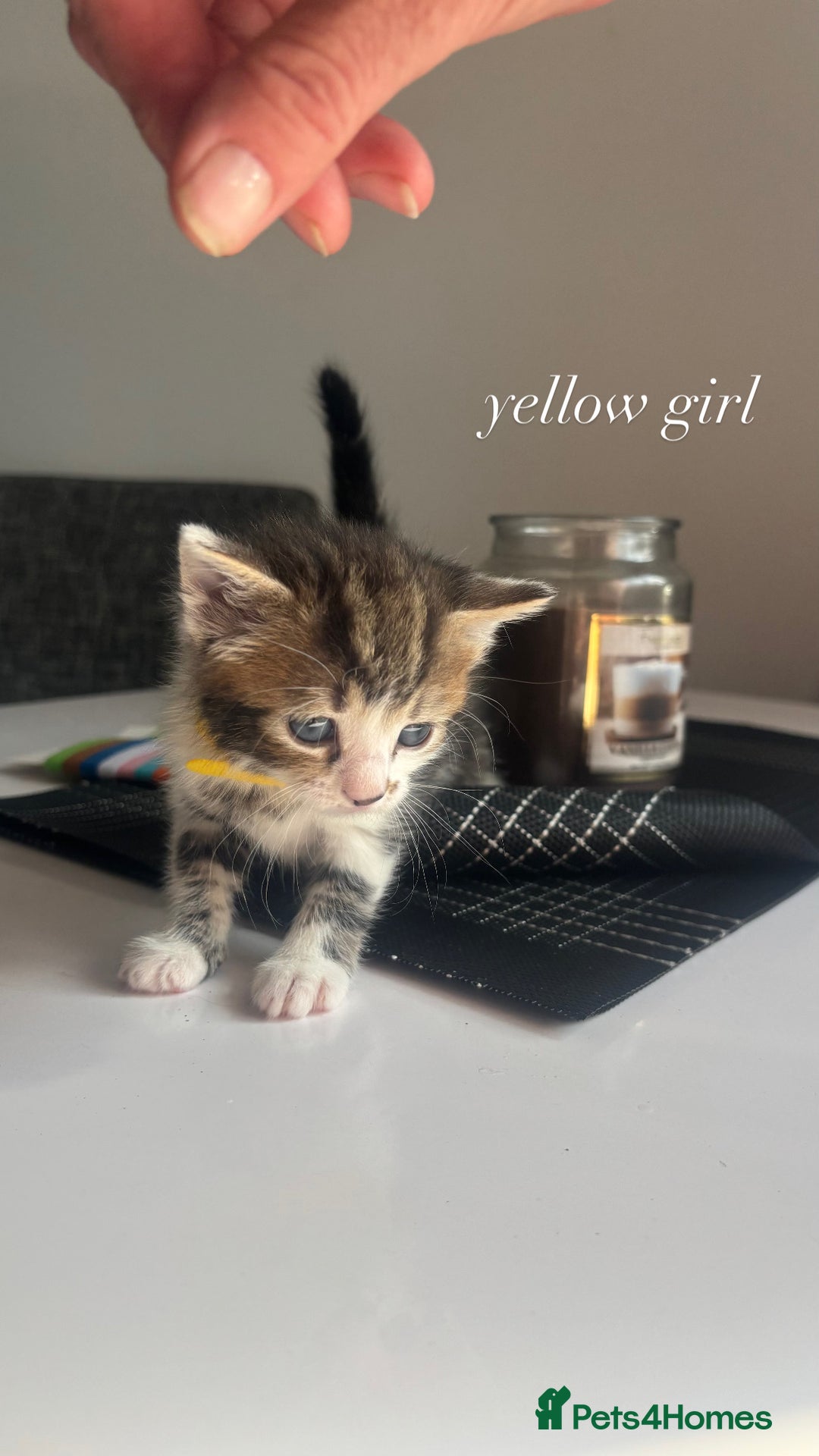 Mixed Breed cats for sale: beautiful, fluffy, tabby litter of 6 kittens - Image 5