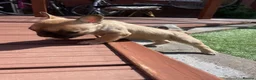 French Bulldog dogs for sale: *NOW REDUCED*KC registered French bulldog puppies  - Advert 21