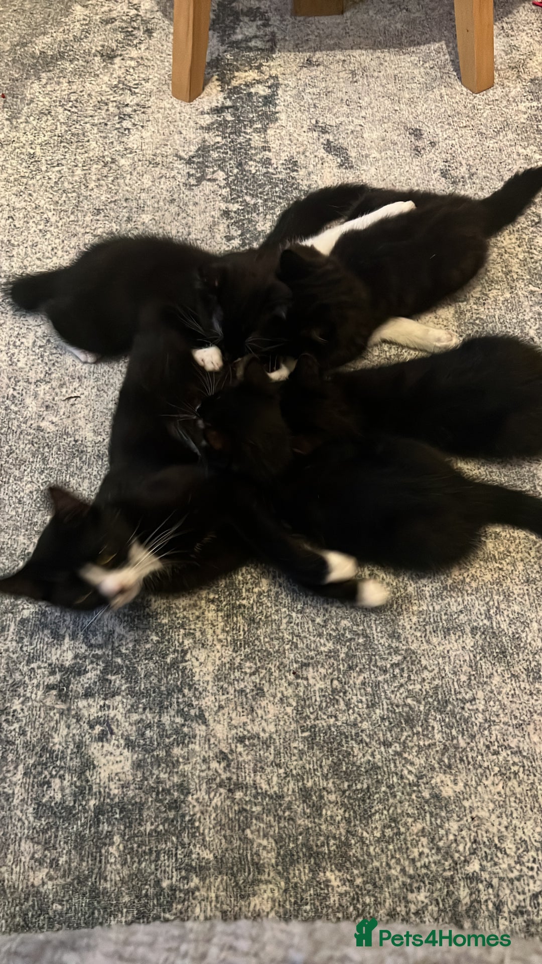 European cats for sale: 3 Beautiful Kittens  - Advert 5