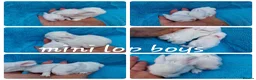 Mini Lop rabbits for sale: Mini lops, lionheads, netherland dwarf pure breeds - Advert 3