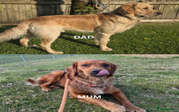 Golden Retriever dogs for sale: 🐾 KC Registered Golden Retriever Puppies 🐾 - Image 11