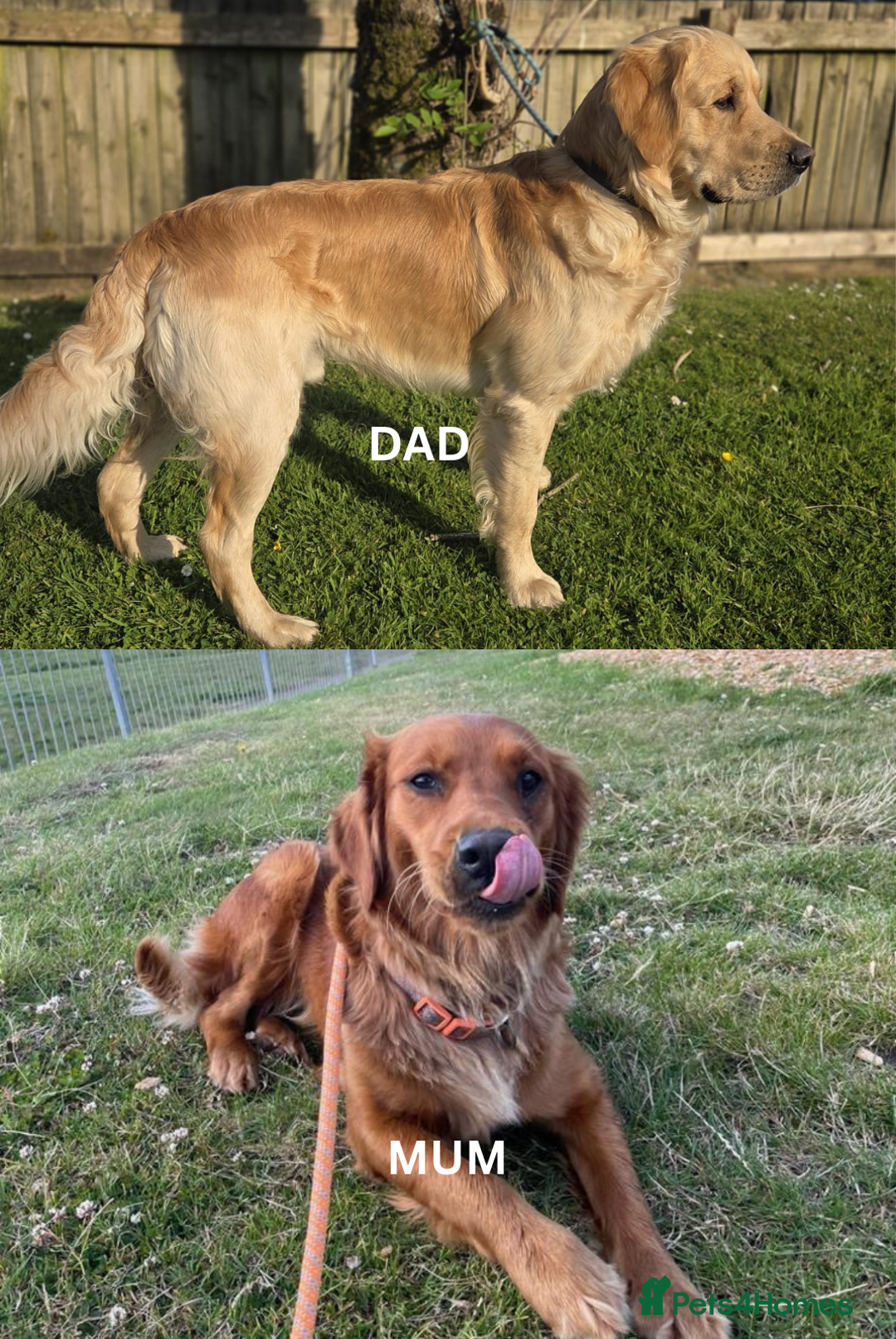 Golden Retriever dogs for sale: 🐾 KC Registered Golden Retriever Puppies 🐾 - Image 11