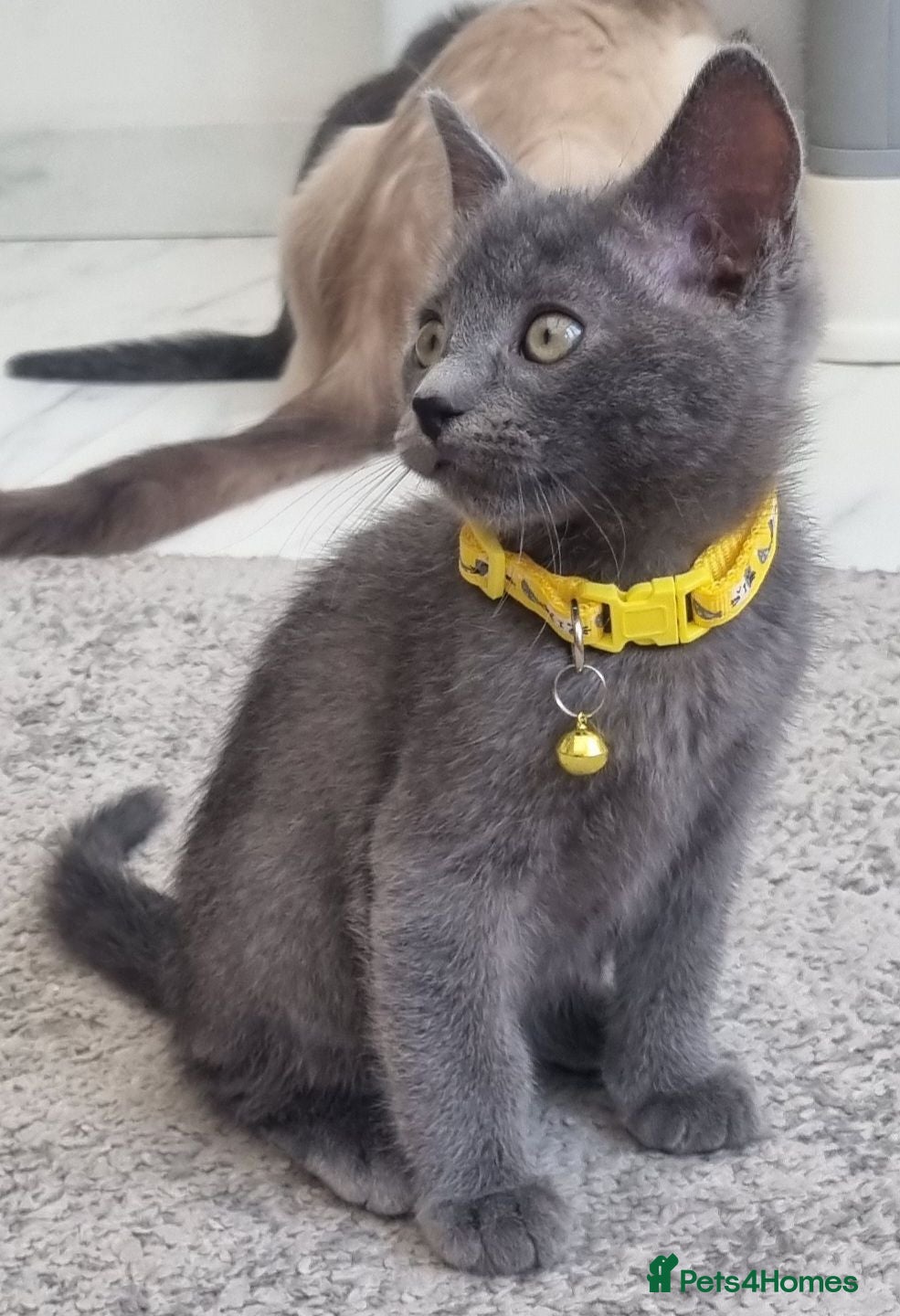Ragdoll cats 🩶 Last Gorgeous Ragdoll Cross Boy Available 🐾 - Advert 13