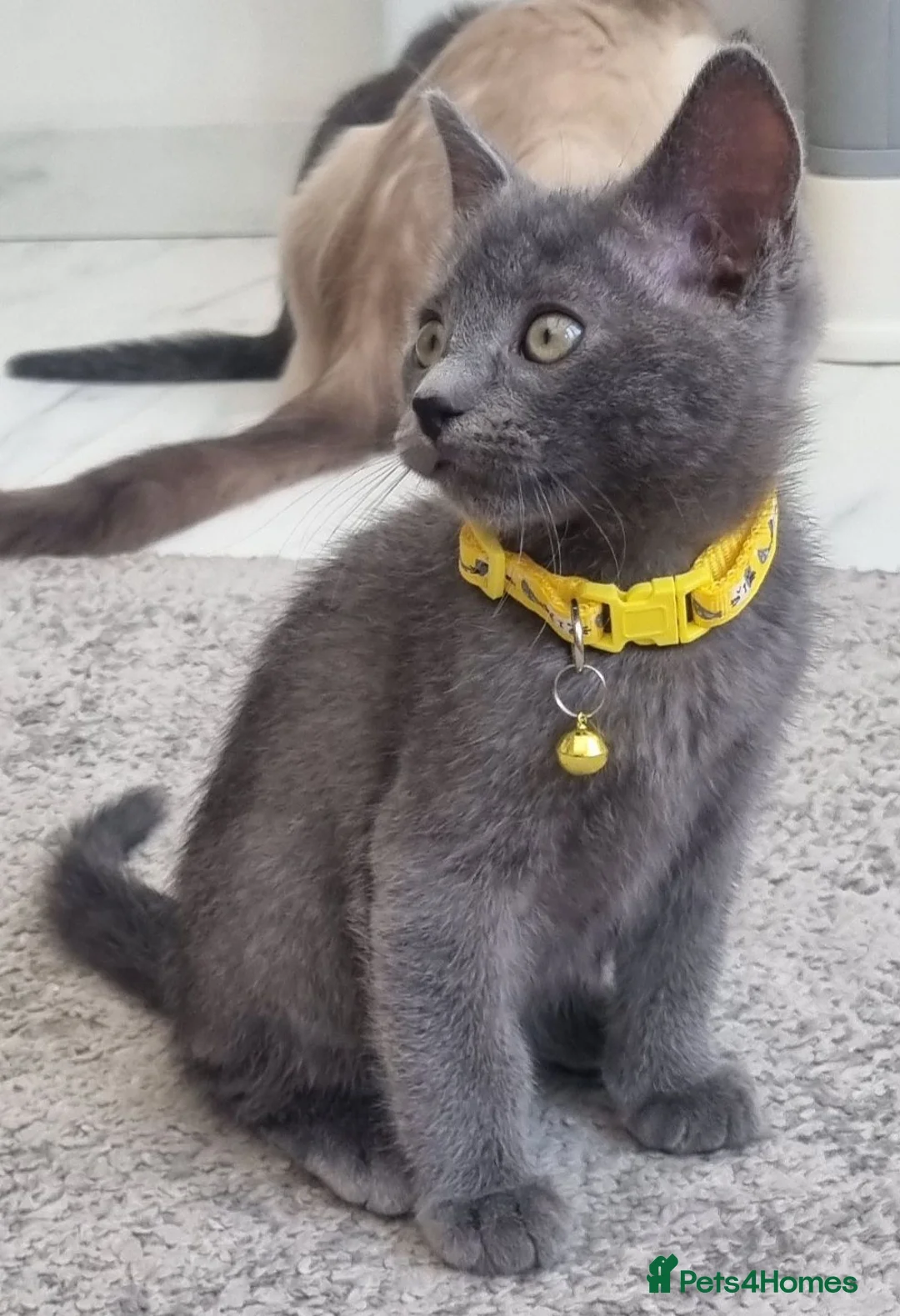 Ragdoll cats for sale: 🩶 Last Gorgeous Ragdoll Cross Boy Available 🐾 - Advert 1