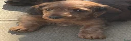 Miniature Dachshund dogs for stud: KC reg Miniature Dachshund Stud DNA tested  - Advert 7
