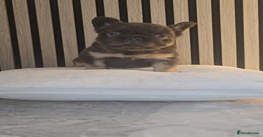 French Bulldog dogs - Advert 8