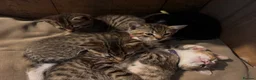 Mixed Breed cats for sale: 5 beautiful kittens  - Advert 23