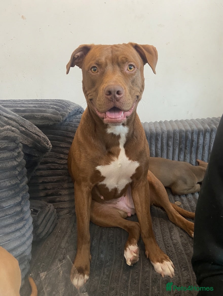 American Bull Staffy dogs 100% American Bull Staff Puppies for Sale - Advert 2