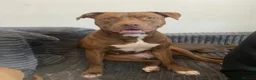 American Bull Staffy dogs for sale: 100% American Bull Staff Puppies for Sale - Advert 1