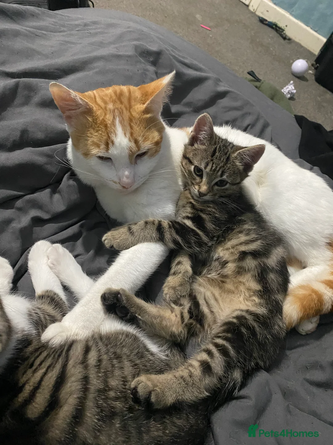 Mixed Breed cats for sale: Two male kittens need a new home in Walsall - Advert 1