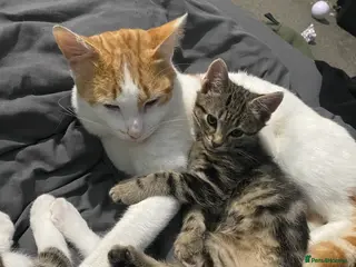 Mixed Breed cats Two male kittens need a new home in Walsall - Advert 1