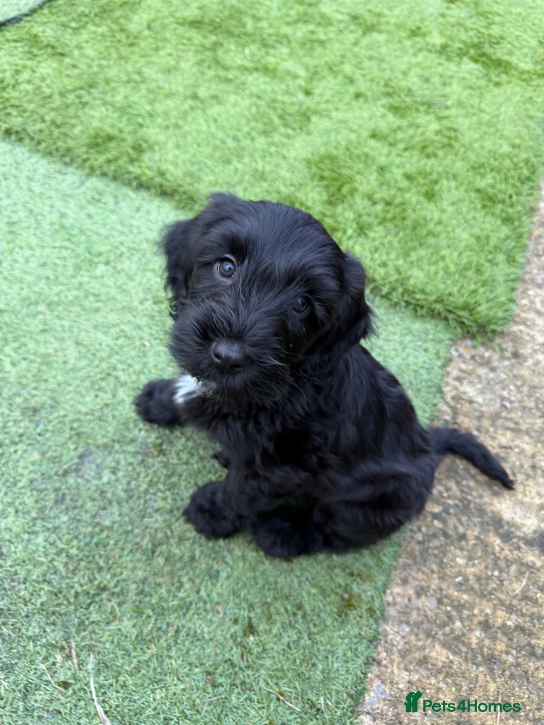 Cockapoo dogs for sale: Trained puppy for potential rehome - Advert 18