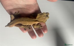 Gecko reptiles for sale: X 2  3y old Crested Geckos + Full Setup: Watford - Image 2