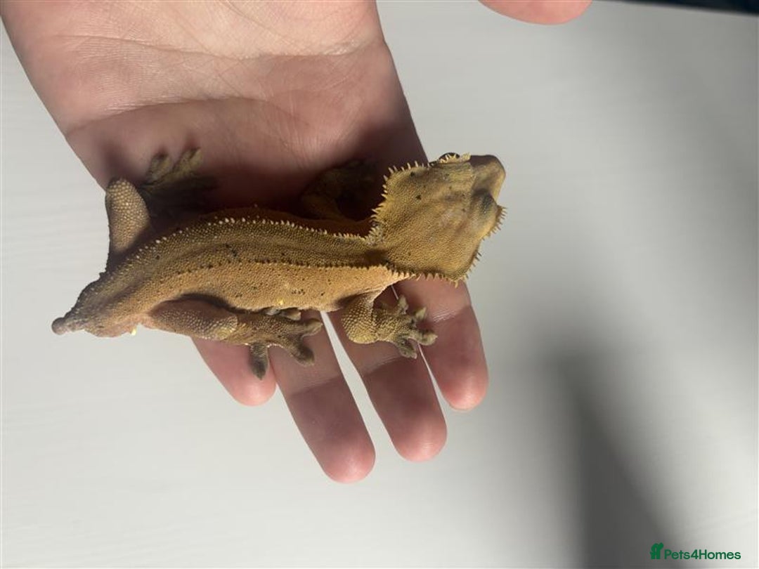 Gecko reptiles for sale: X 2  3y old Crested Geckos + Full Setup: Watford - Image 2