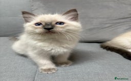 Ragdoll cats for sale: GCCF REGISTERED RAGDOLL KITTENS. 4  BOYS - Image 23