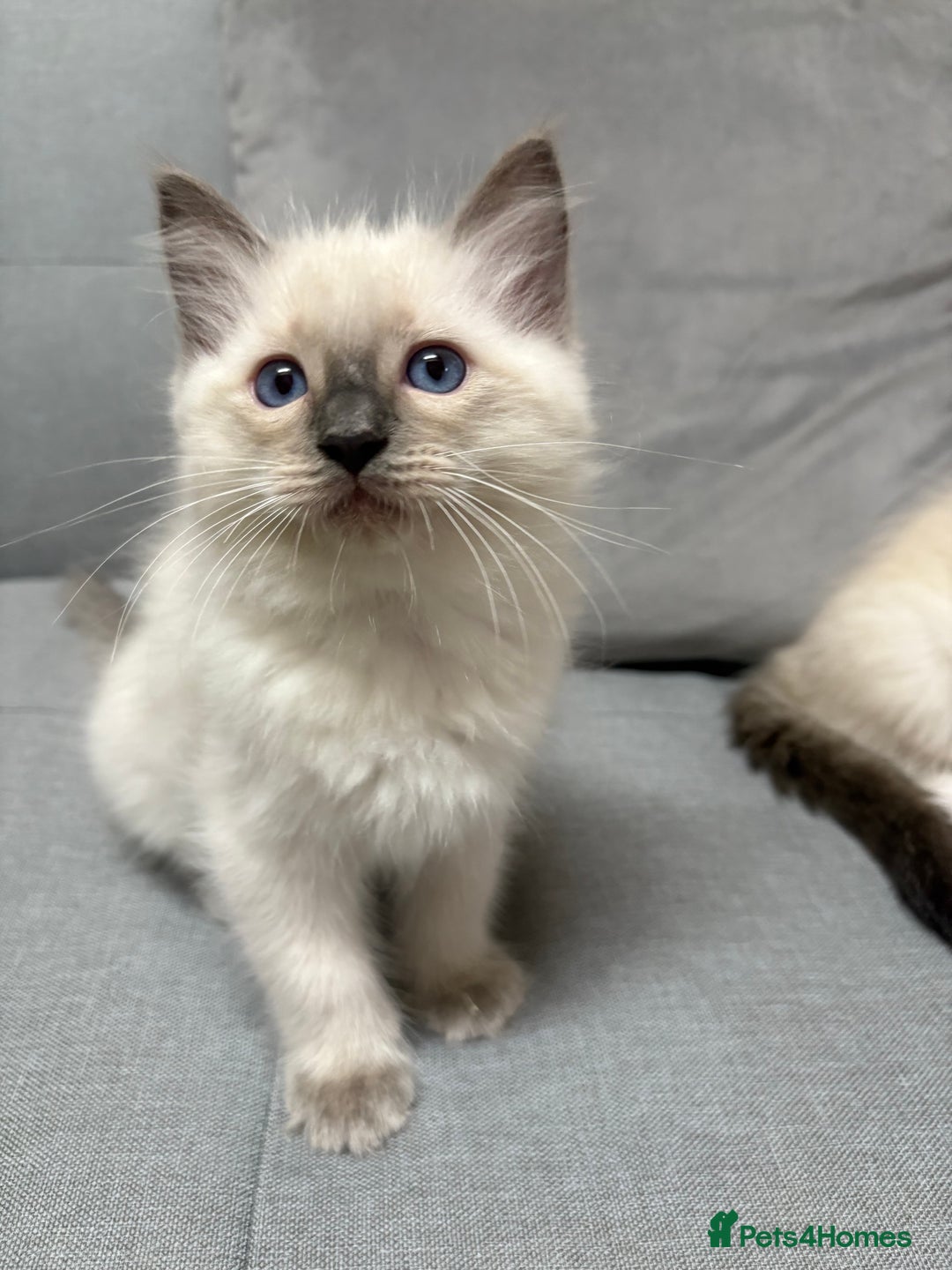 Ragdoll cats for sale: GCCF REGISTERED RAGDOLL KITTENS. 4  BOYS - Image 23