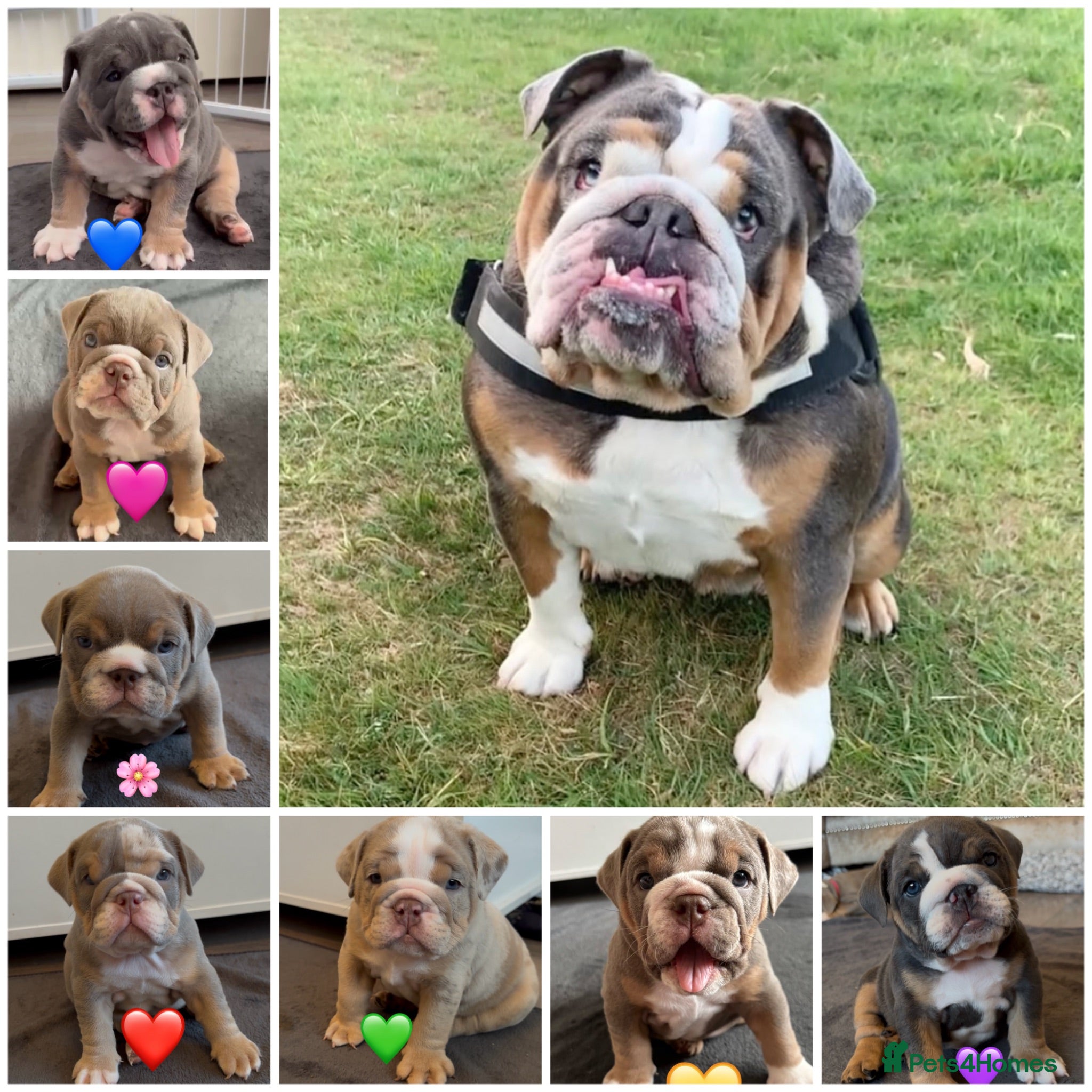 English Bulldog dogs English Bulldog Puppies – 5 Girls & 2 Boys - Advert 1