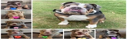English Bulldog dogs for sale: English Bulldog Puppies – 5 Girls & 2 Boys - Advert 1