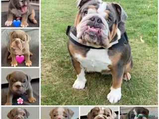 English Bulldog dogs English Bulldog Puppies – 5 Girls & 2 Boys - Advert 1