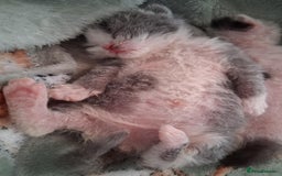 Mixed Breed cats for sale: Kittens looking for loving homes - Image 9