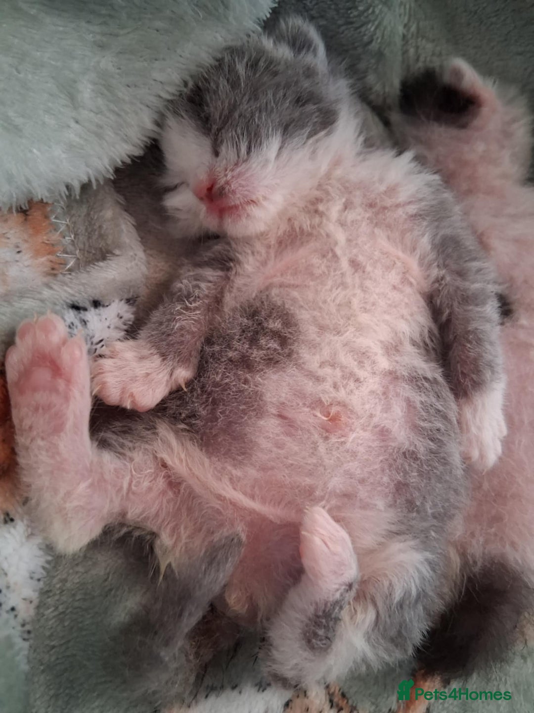 Mixed Breed cats for sale: Kittens looking for loving homes - Image 9