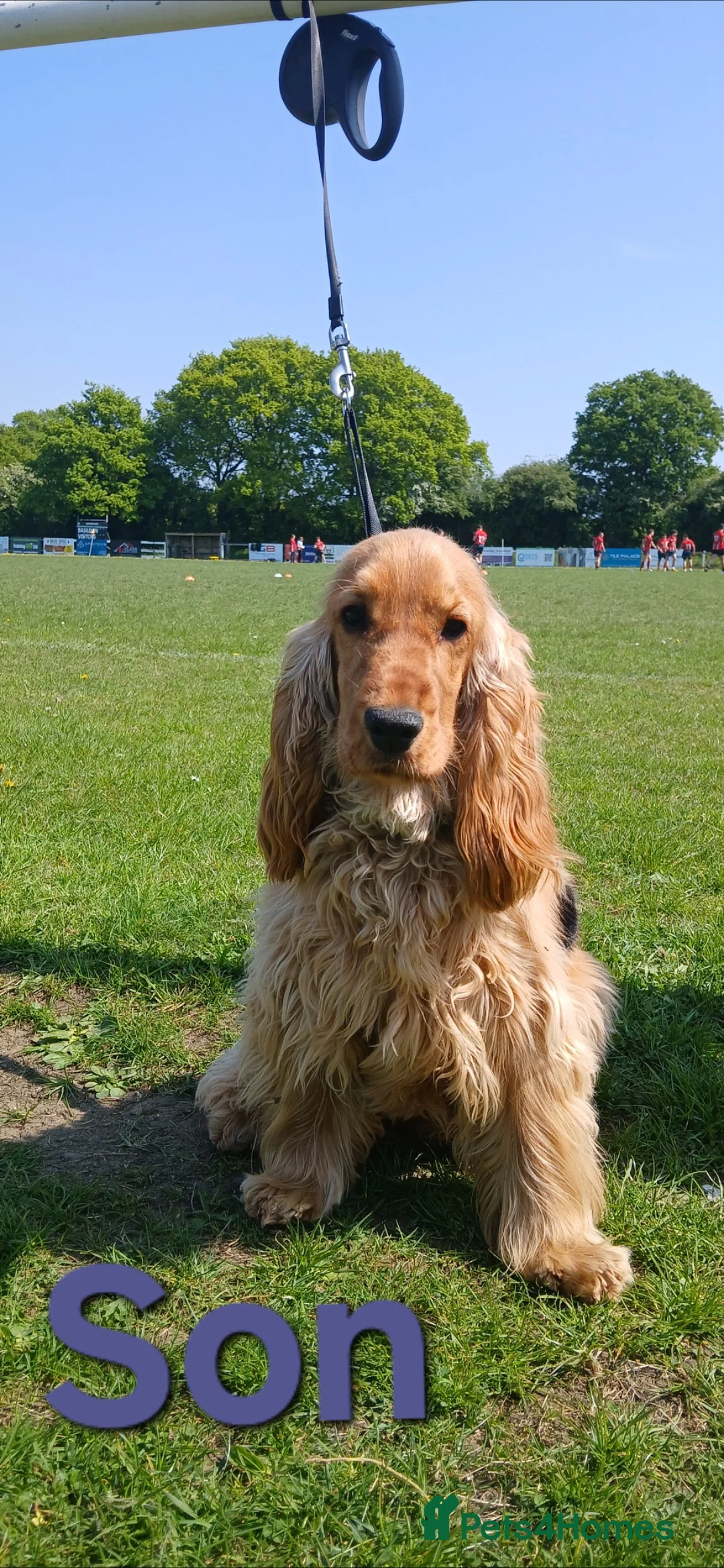 Cocker Spaniel dogs for sale: KC,DNa Clear for Adoption/ looking retirement 🏡  - Advert 8