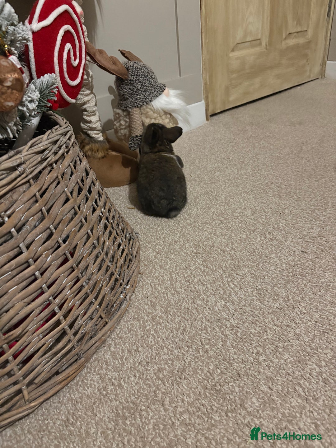 Mixed Breed rabbits for sale: 4X Mini Buns Netherland dwarf with French Lop - Advert 7