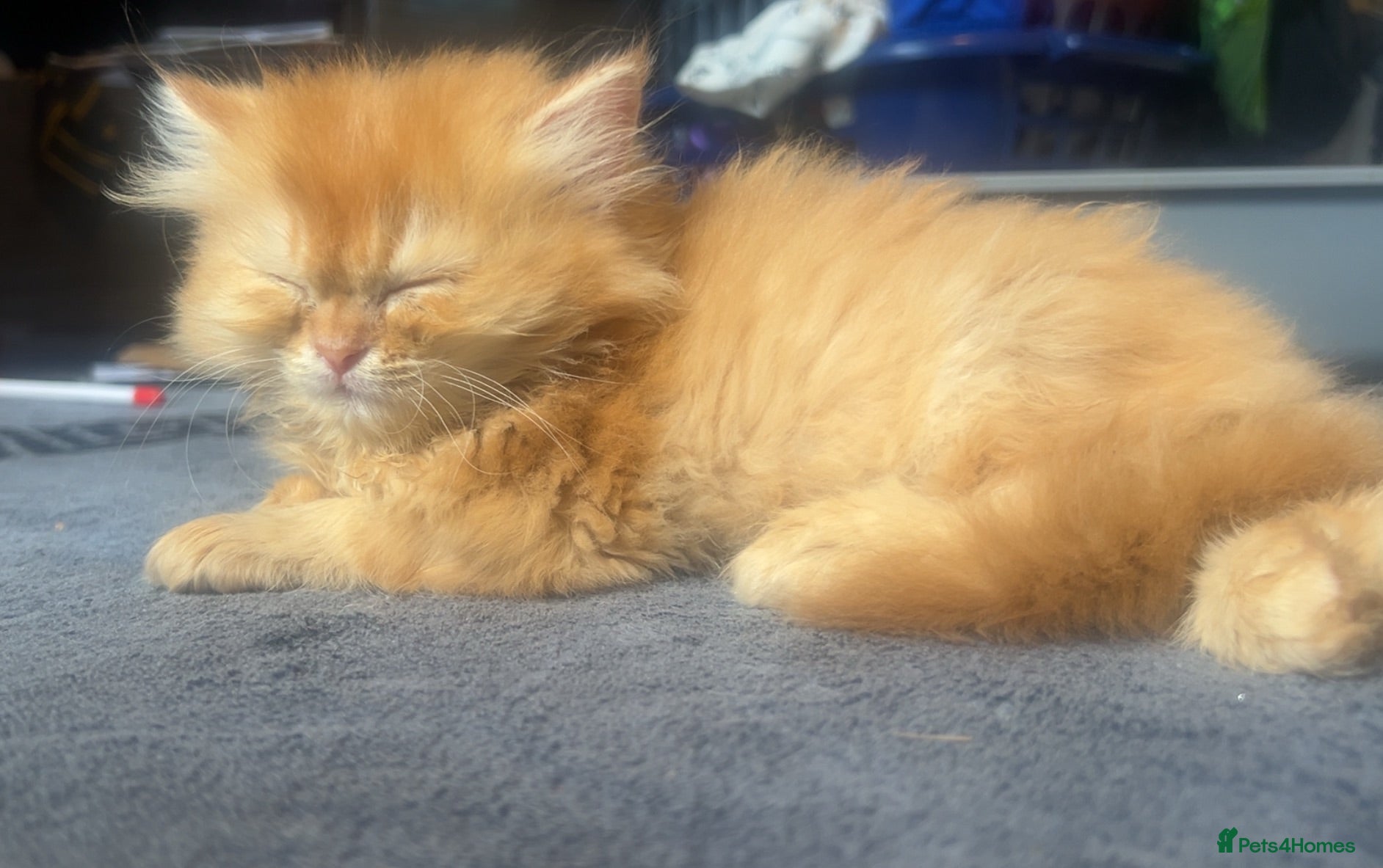 Persian cats Fluffy Persian kittens 🐱3 left - Advert 2