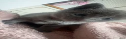 British Shorthair cats for sale: Grey British short hair  in Derby - Advert 3