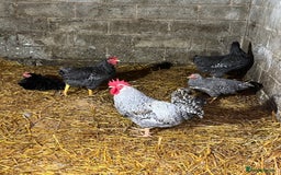 Chickens poultry for sale: Cockerels  - Image 1