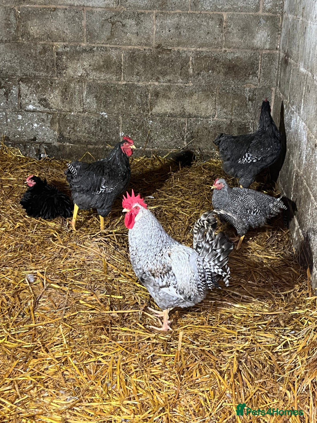 Chickens poultry for sale: Cockerels  - Image 1