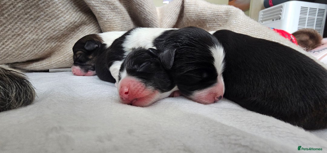 Sprollie dogs for sale: Puppies from Border Collie  - Image 2