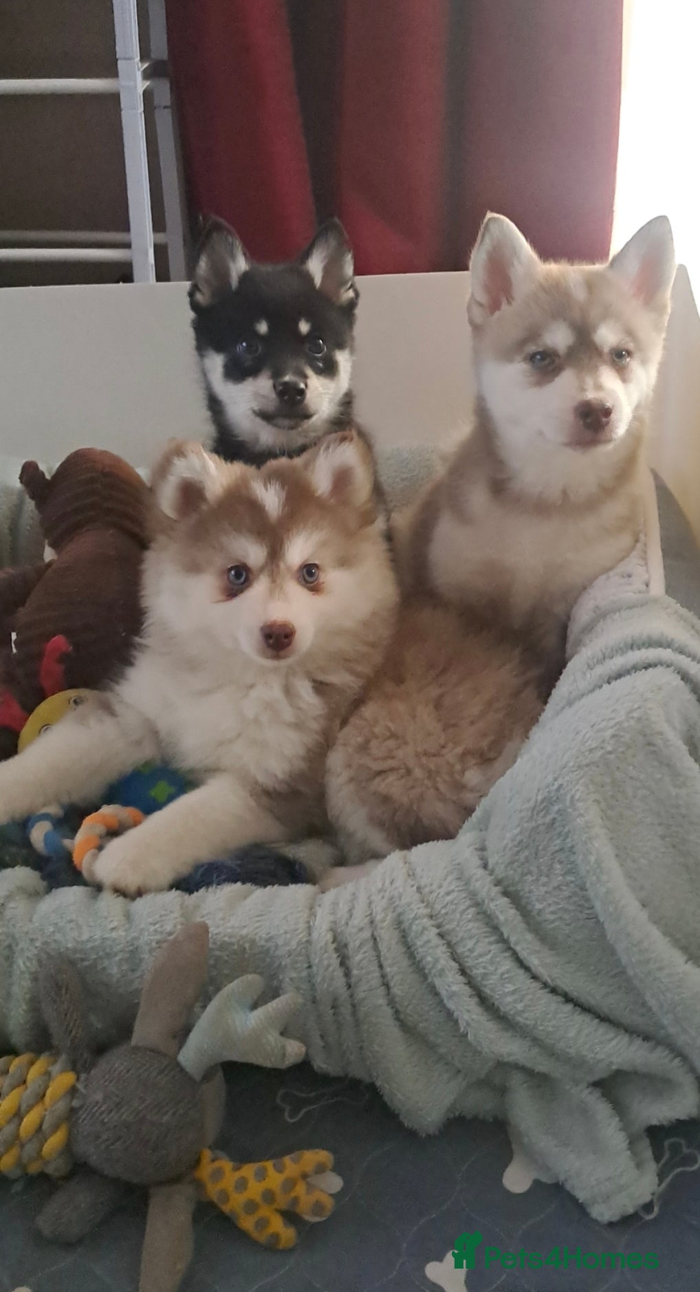 Pomsky dogs ❤️1 girl left Reduced F4 generation Toy sized - Advert 4
