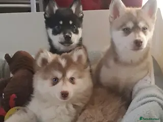 Pomsky dogs ❤️1 girl left Reduced F4 generation Toy sized - Advert 4