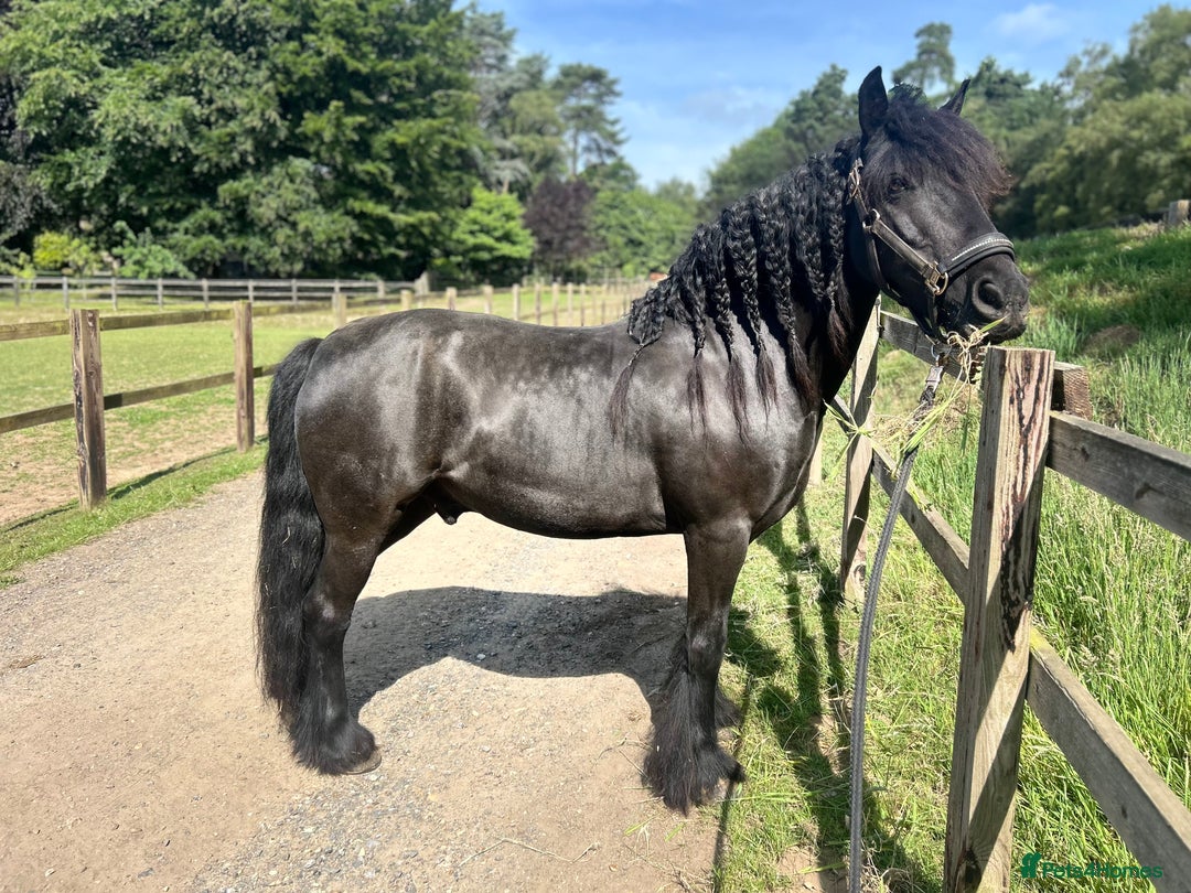 Fell horses for sale: Companion Home Wanted – 13yo Fell Pony Gelding - Image 5