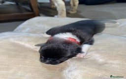 Akita dogs for sale: Beautiful American Akita Puppies  - Advert 35