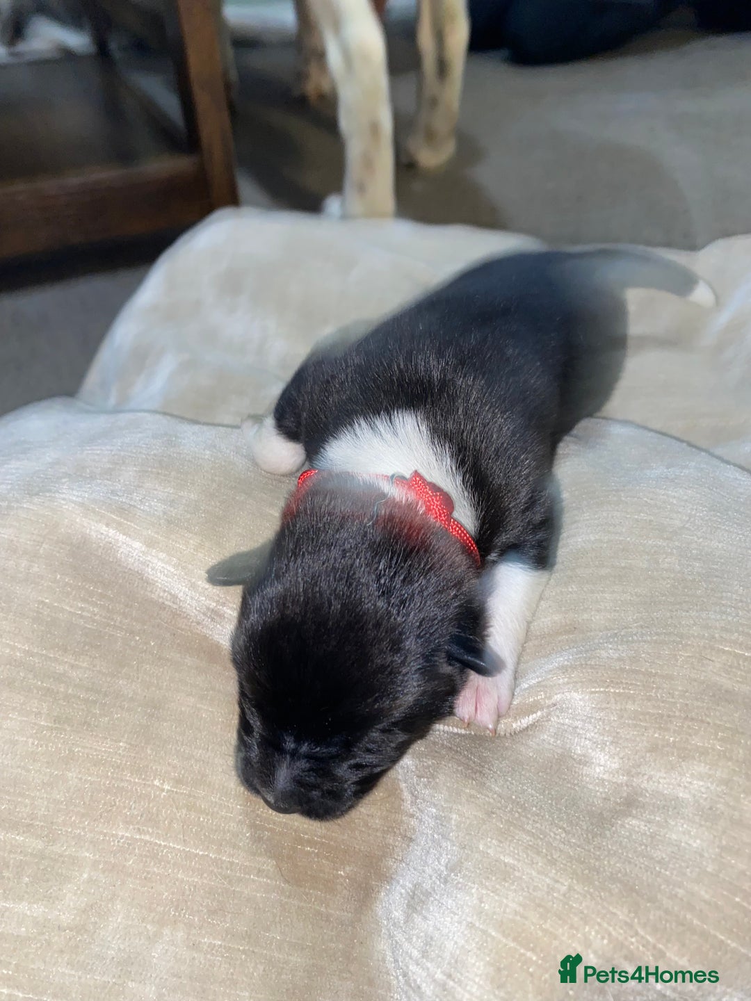 Akita dogs for sale: Beautiful American Akita Puppies  - Advert 35